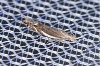 Sophronia humerella