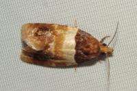 Epinotia festivana