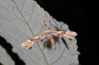 Cnaemidophorus rhododactylus