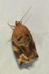 Archips xylosteana