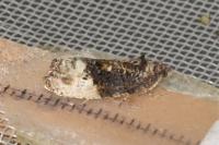 Hedya nubiferana