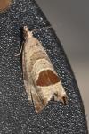 Notocelia uddmanniana