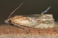 Eucosma gr. cana