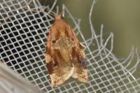 Archips xylosteana