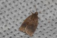 Archips rosana