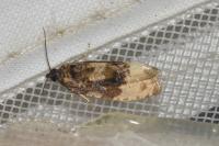 Hedya ochroleucana