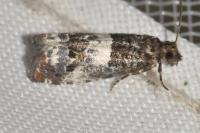 Notocelia trimaculana