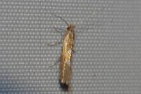 Phyllonorycter