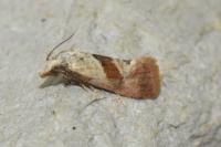 Falseuncaria