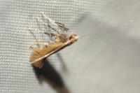 Aspilapteryx limosella