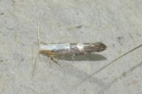 Argyresthia spinosella