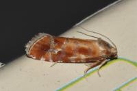 Rhyacionia buoliana