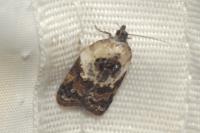 Acleris variegana