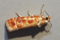 Rhyacionia buoliana