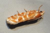 Rhyacionia pinicolana