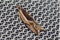 Ancylis apicella