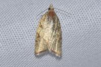 Aleimma loeflingiana