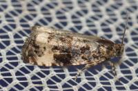 Endothenia