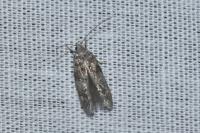 Exoteleia dodecella