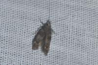 Exoteleia dodecella