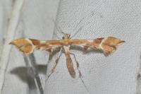 Cnaemidophorus rhododactylus