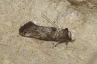 Paraswammerdamia