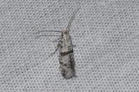 Scythropia crataegella