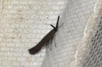 Coleophora