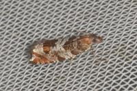 Ancylis achatana