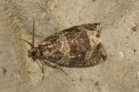 Celypha lacunana