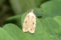 Agonopterix arenella