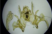 Gelechia senticetella