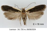 Nothris lemniscellus