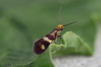 Micropterix aglaella