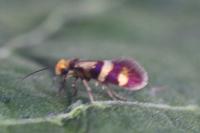 Micropterix aglaella