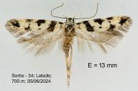 Pseudotelphusa scalella