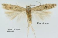 Scrobipalpula