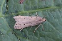 Acompsia antirrhinella/tripunctella