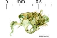 Parornix szocsi