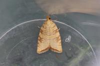 Aleimma loeflingiana
