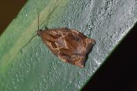 Archips crataegana