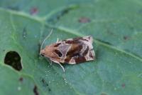 Archips xylosteana
