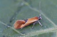 Batia lunaris