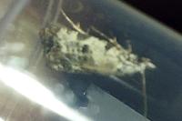 Phtheochroa sodaliana