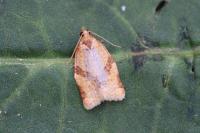 Clepsis consimilana