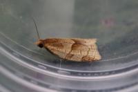 Clepsis rurinana