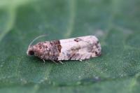 Gypsonoma aceriana
