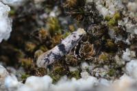 Infurcitinea atrifasciella