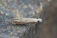 Isophrictis anthemidella/striatella