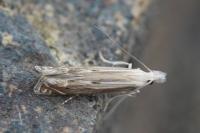 Isophrictis anthemidella/striatella